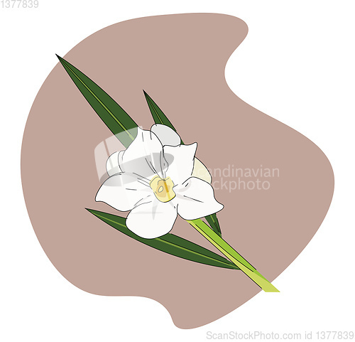 Image of Oleander, vector or color illustration.