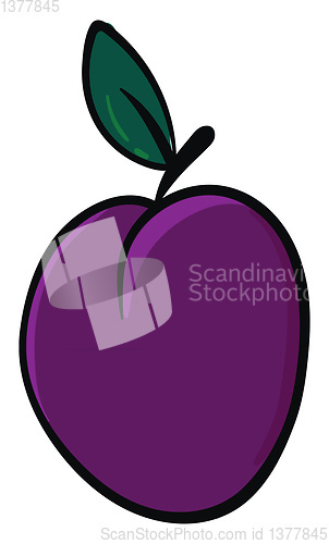 Image of Purple plum, vector or color illustration.
