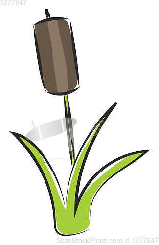 Image of Image of bamboo, vector or color illustration.