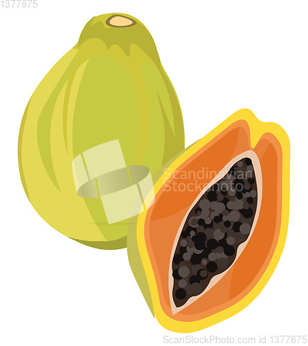 Image of Papaya fruit, vector or color illustration.