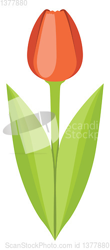 Image of Poppy flower, vector or color illustration.