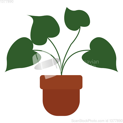 Image of Home plant, vector or color illustration.