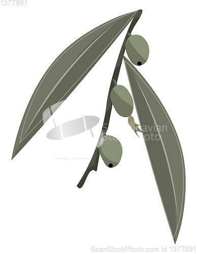 Image of Russian olives, vector or color illustration.