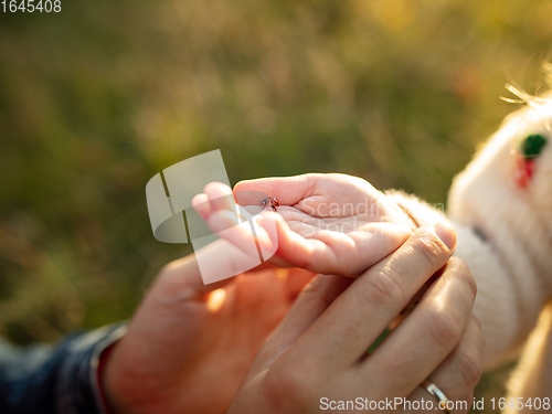 Image of Close up hands of happy father and little cute daughter in the forest path in autumn sunny day