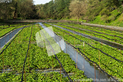 Image of Green Wasabi field