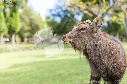 Image of Cute male deer