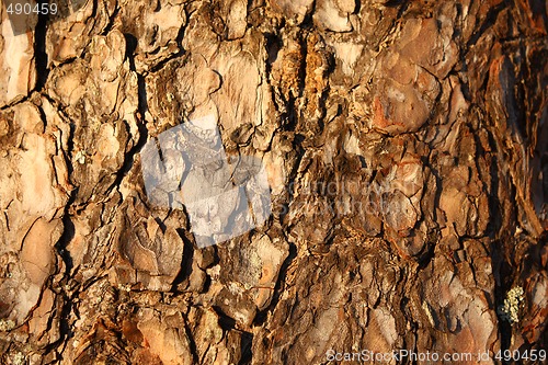 Image of Bark