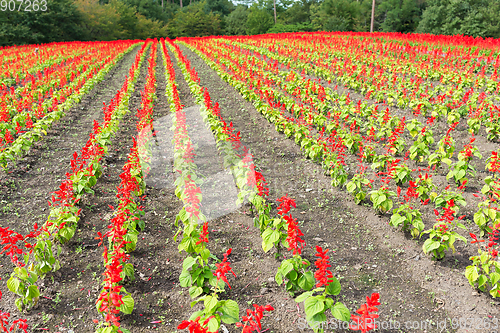 Image of Red Salvia field 