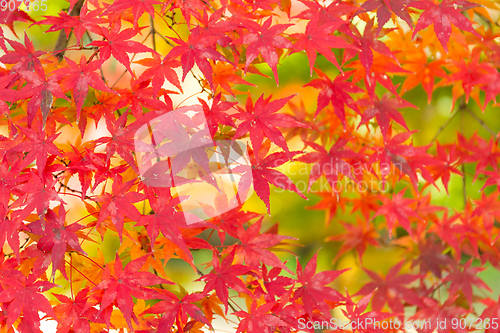 Image of Red maple leaves