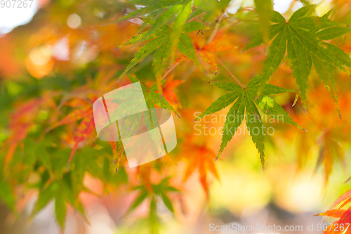 Image of Maple leaves in Autumn