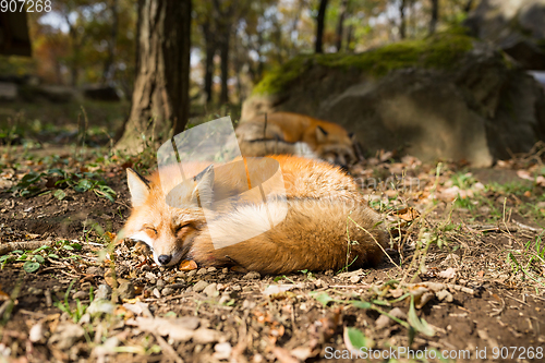 Image of Sleeping fox