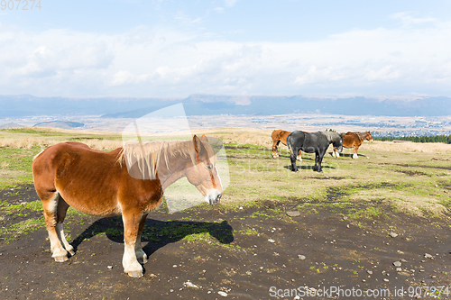Image of Horse at outdoor