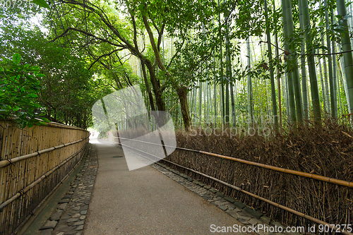 Image of Green Bamboo forest in Kyoto