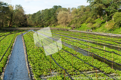 Image of Fresh Japanese Wasabi farm