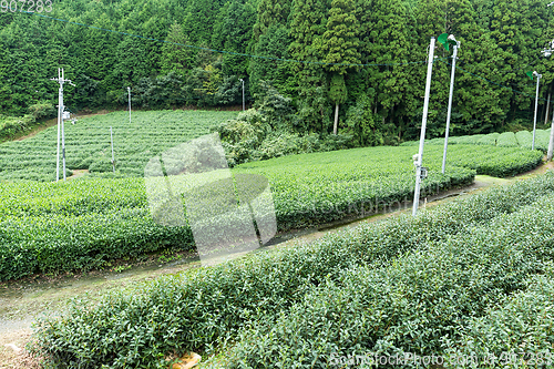 Image of Green tea farm