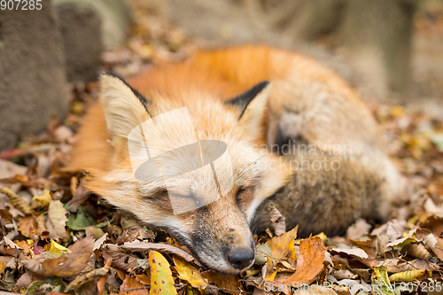 Image of Vulpes vulpes sleeping