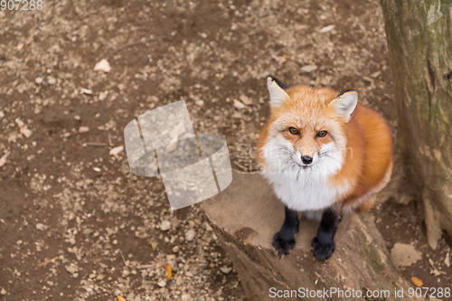 Image of Red fox close up