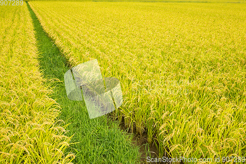 Image of Rice field