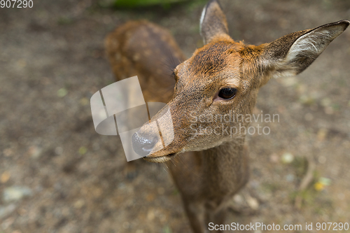 Image of Deer close up