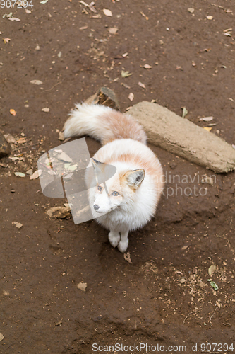 Image of White fox at outdoor