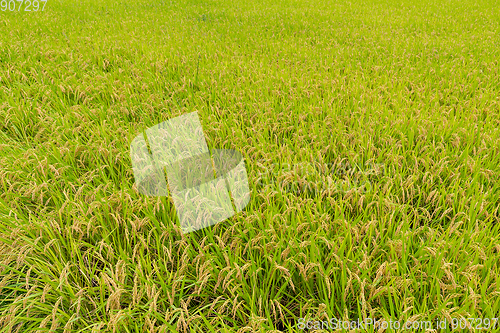 Image of Rice meadow 