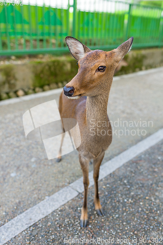 Image of Cute Deer in Nara park