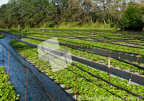 Image of Wasabi farm in Japan