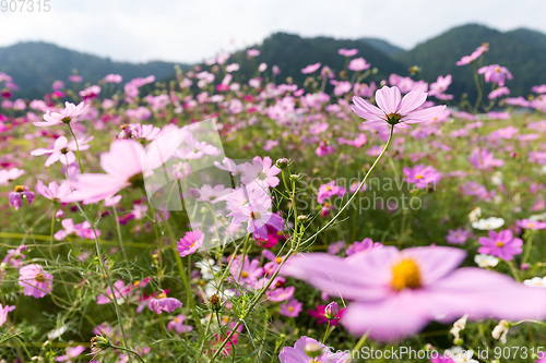 Image of Cosmos Flower field with sky