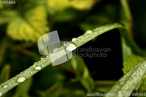 Image of Dew's drops