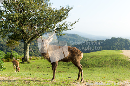 Image of Stag deer 