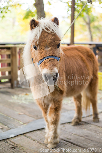 Image of Little pony