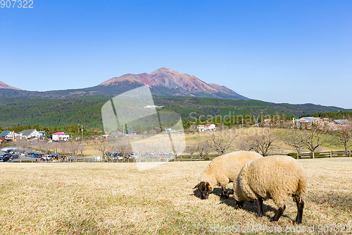 Image of Sheep pasture with mount Kirishima