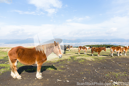 Image of Horse farm