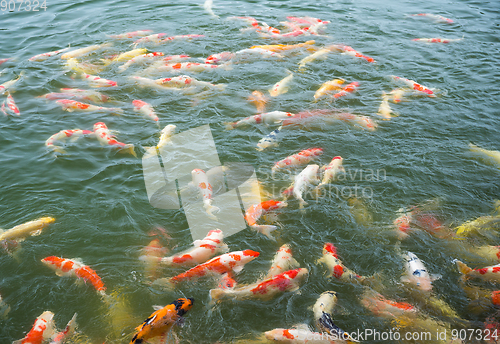 Image of Koi fish