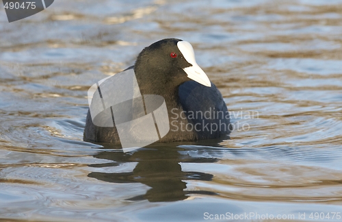 Image of Common Coot. 