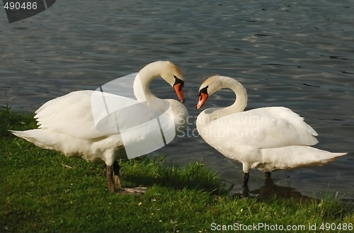 Image of A pair swans