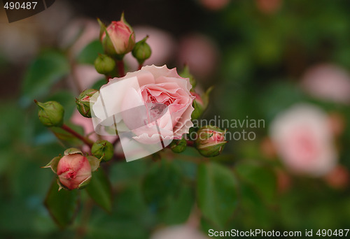 Image of Rose