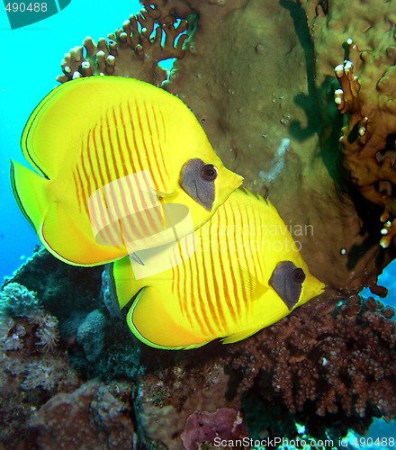 Image of Masked Butterfly Fish