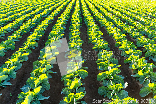 Image of Lettuce farmland