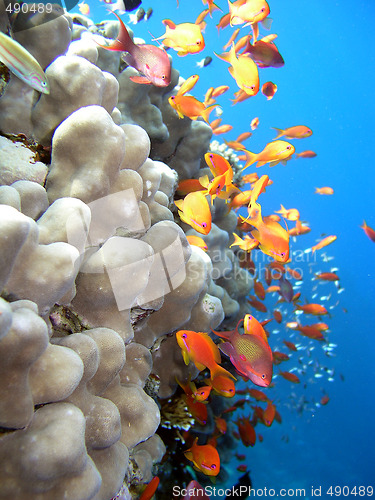 Image of Photo of a coral colony