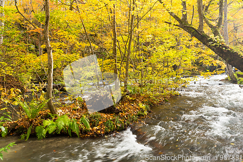 Image of Oirase Gorge Stream in Autumn Red