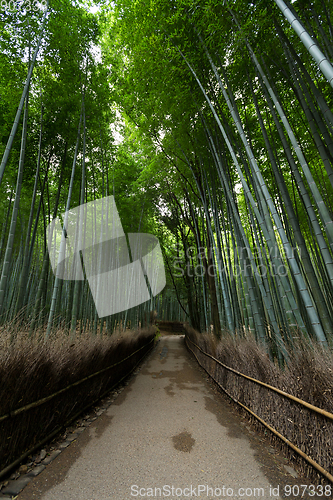 Image of Kyoto bamboo forest