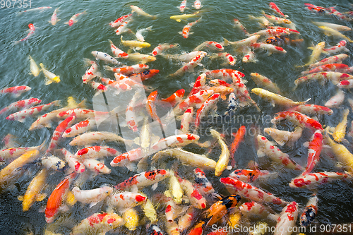 Image of Colorful Koi fish