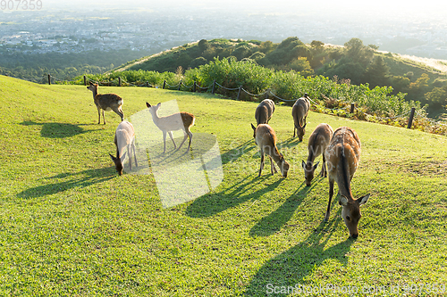 Image of Deer at highland