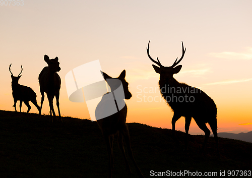 Image of Silhouette of deer