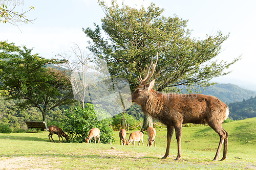 Image of Deer in Nara 