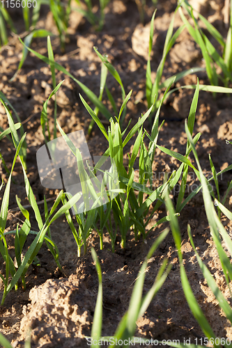 Image of new green wheat