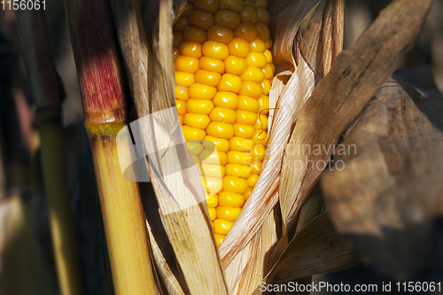 Image of ripe corn cob