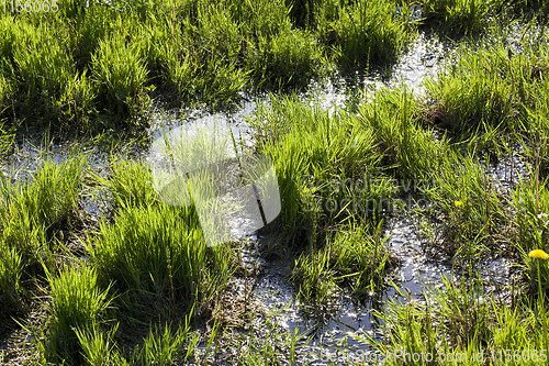 Image of green grass