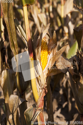 Image of field in autumn